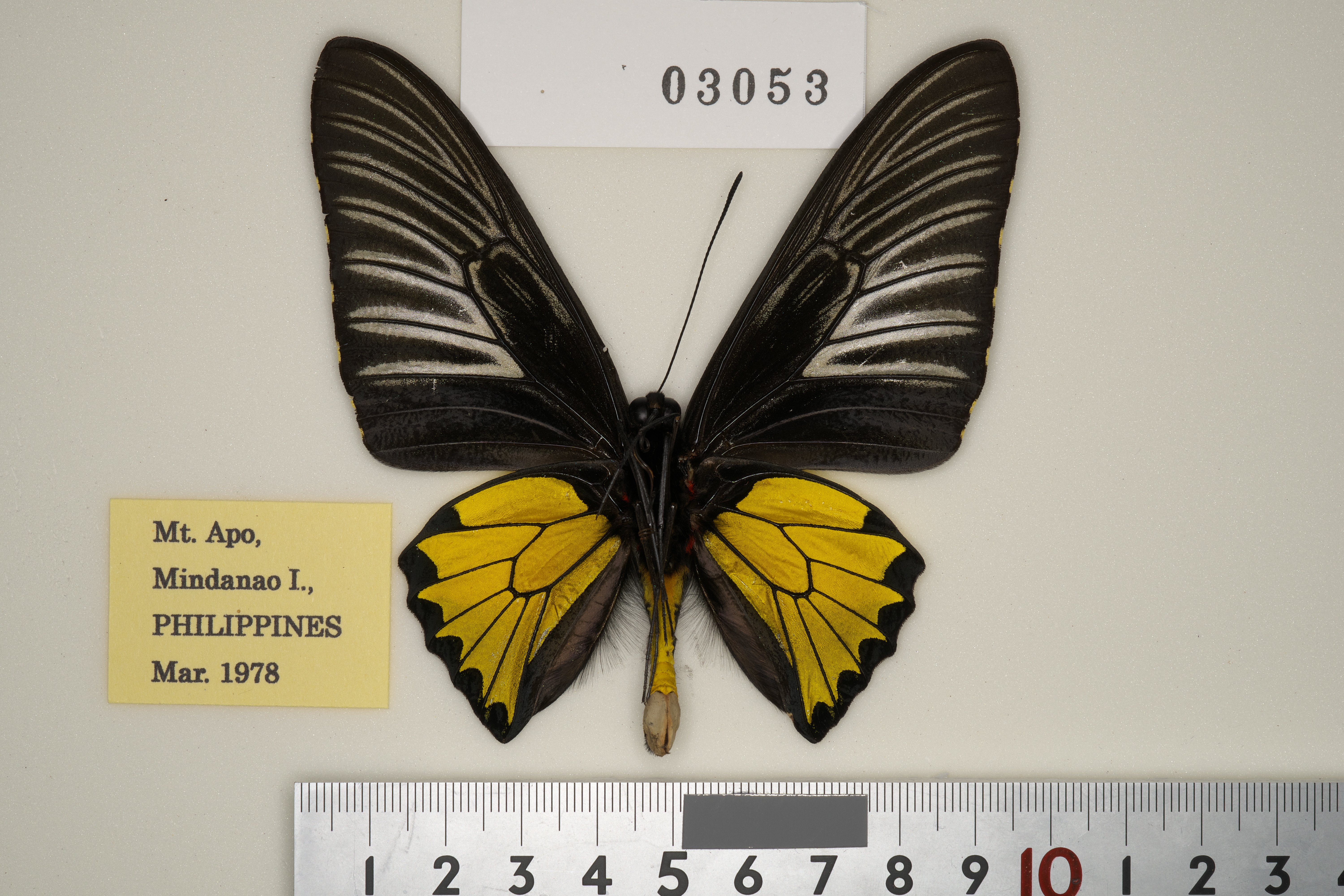 コートーキシタアゲハ♂♀標本フィリピン産 131/147mm♂後翅角度依色彩変化 コートーキシタアゲハ♂♀標本フィリピン産 131/147mm♂後翅角度依色彩